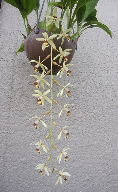 写真: Coel.massangeana(=Coelogyne tomentosa)　（原種）