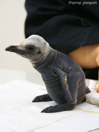 20150201 アドベン キング雛ちゃん16