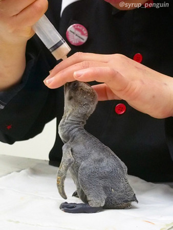 20150201 アドベン キング雛ちゃんA03