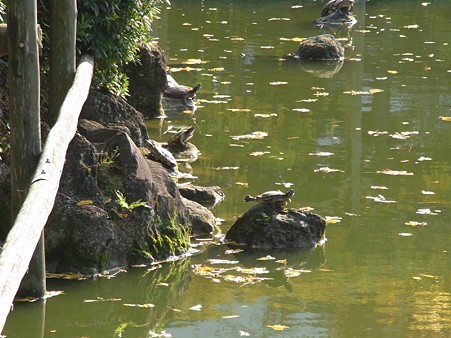 亀戸2009秋 天神様のカメさま01