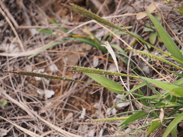 メヒシバsp.　Digitaria sp.