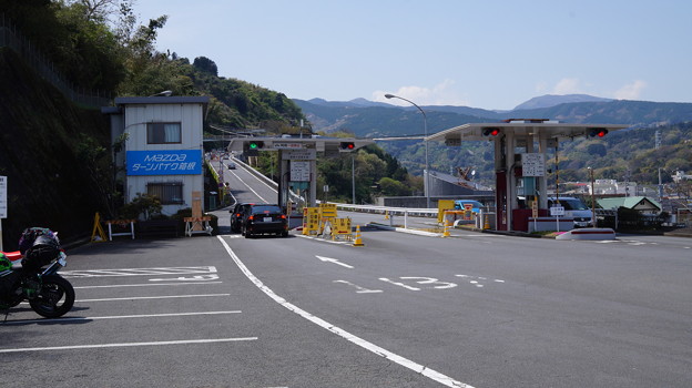 箱根ターンパイク桜