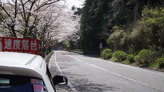 DSC02047箱根ターンパイク桜