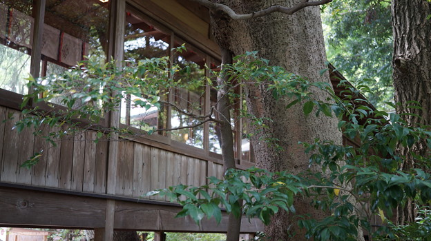 DSC02479小田原城址公園