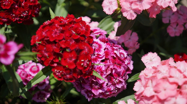 DSC02619新子安公園の花5月