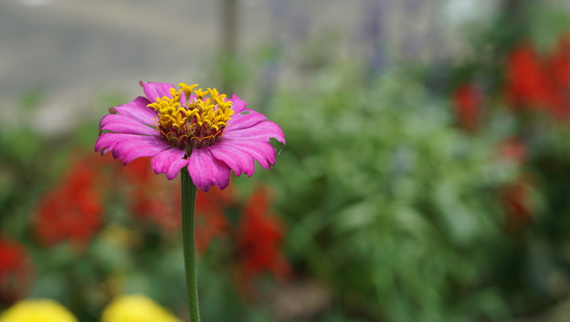 DSC03950