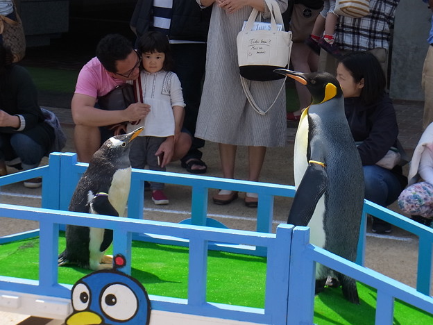 20170415 長崎ペンギン水族館 30