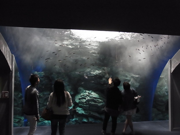 20170424 マリンワールド海の中道 20 6