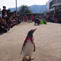 20171223 長崎ペンギン水族館26