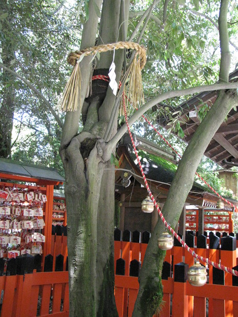 下鴨神社 連理の賢木 写真共有サイト フォト蔵