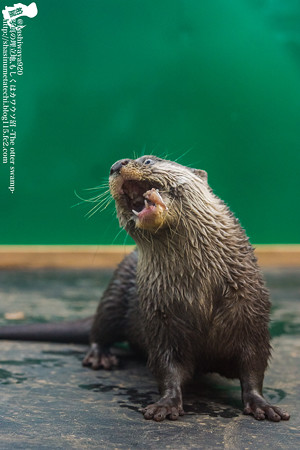 tokyowildlife140920197
