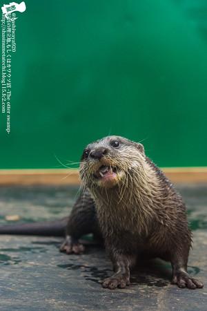 tokyowildlife140920198