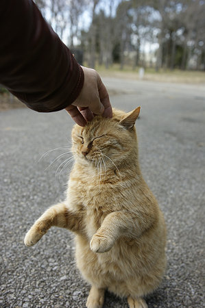 neko100206021