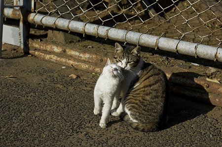 neko091229056