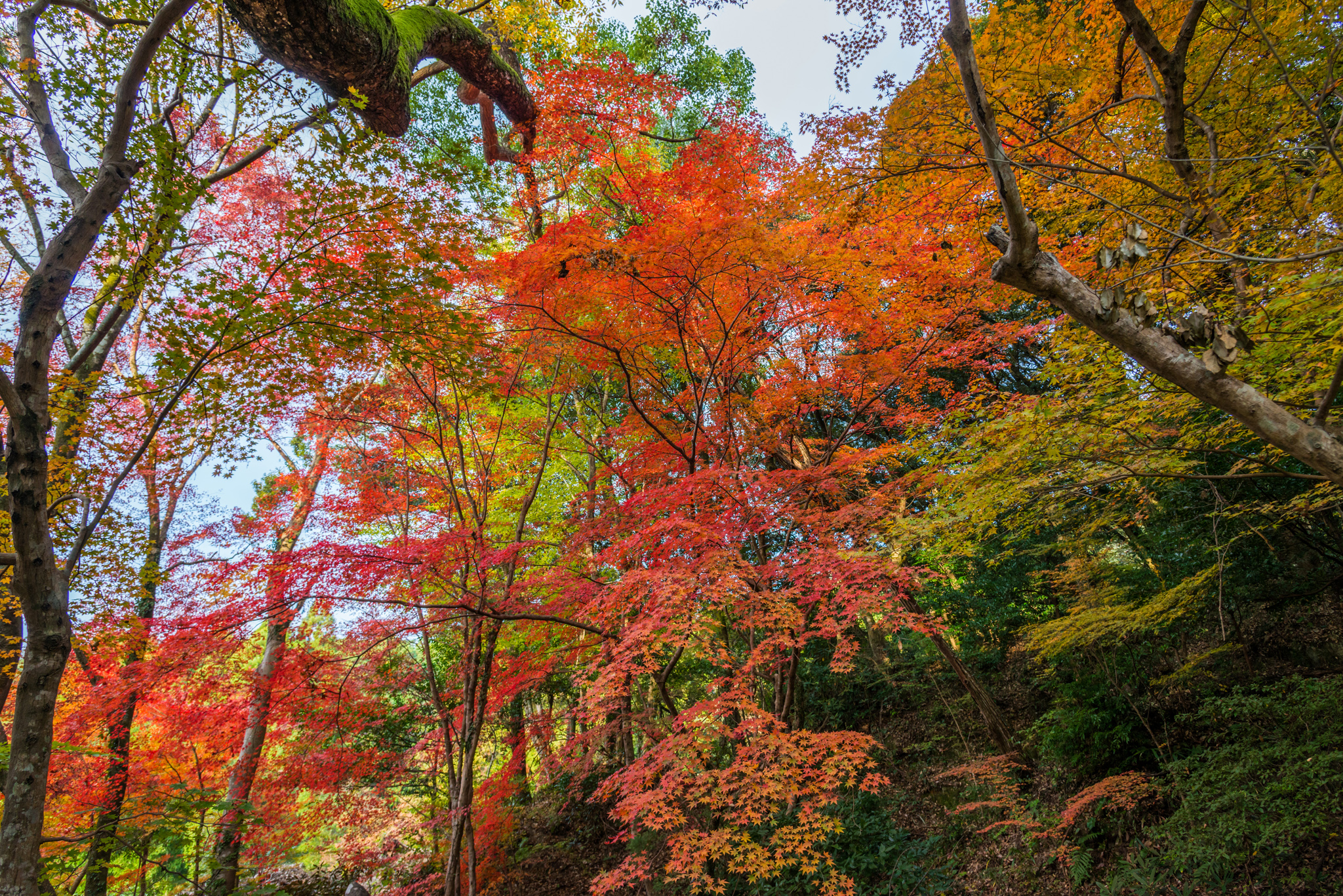 仁比山神社-拝殿裏の紅葉_2014.11.20-1