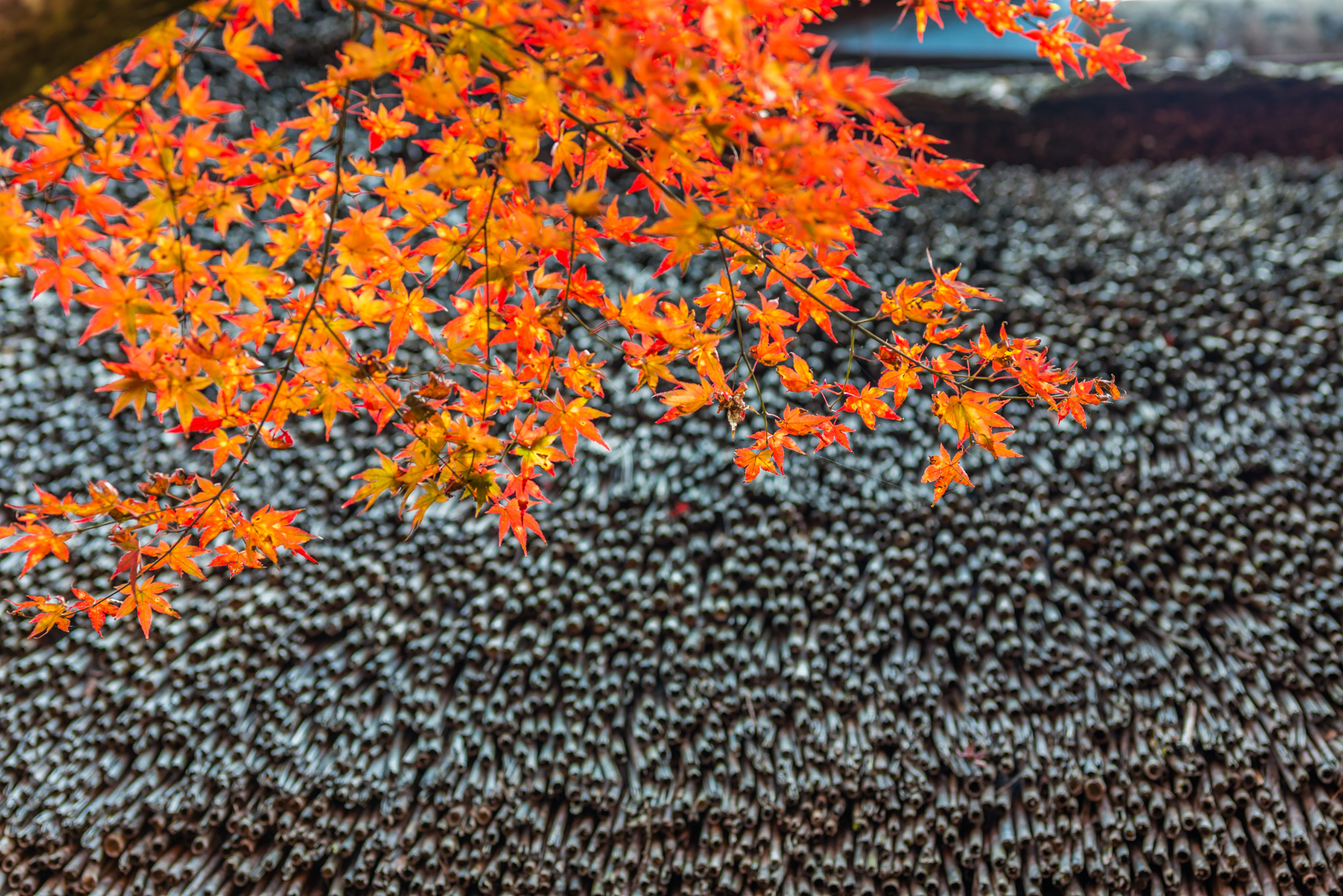 九年庵-藁葺き屋根と紅葉_2014.11.20-2