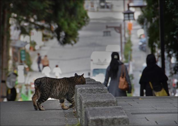 参道の猫