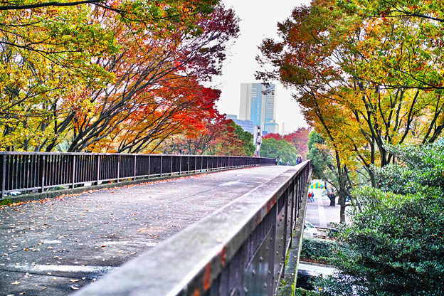 代々木公園 ケヤキ並木 写真共有サイト フォト蔵