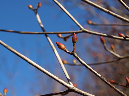 (3)⇒(4)河津桜04