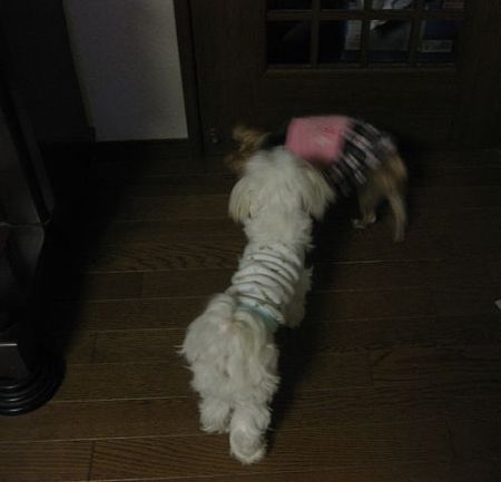 伯母ちゃんの子分修行中