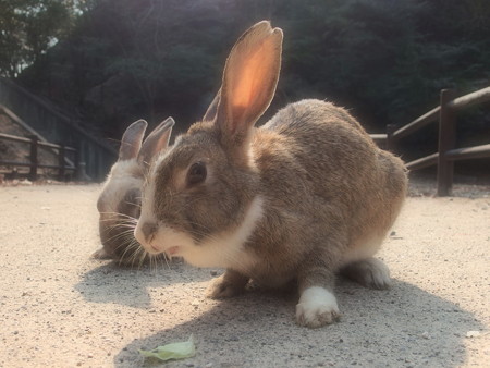 大久野島の兎