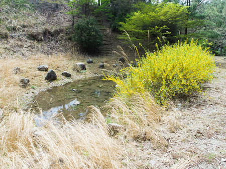 智者の丘公園 智者の池