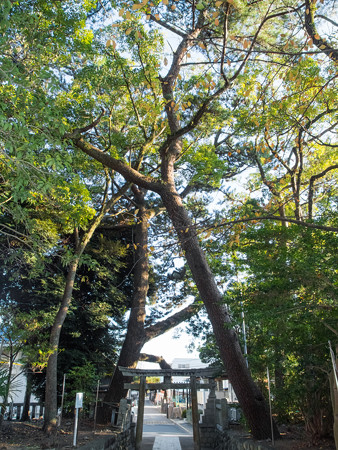 宗像神社の黒松