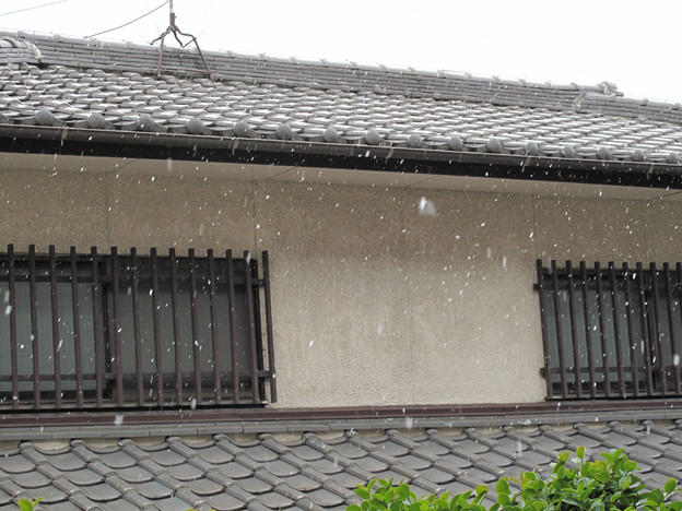IMG_8800 初雪 写真: IMG_8800 初雪