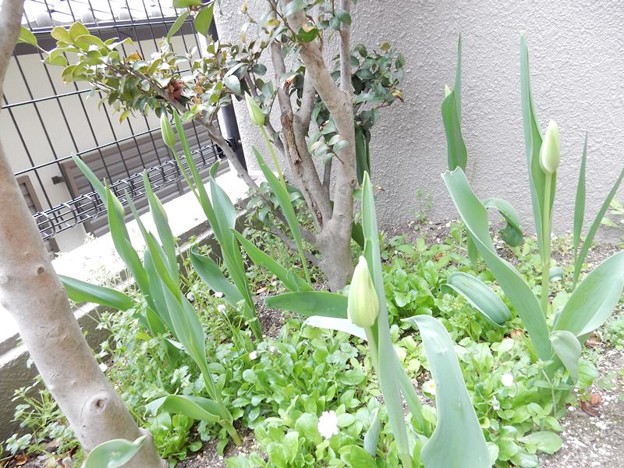 DSCN1728 分球 写真: DSCN1728 分球