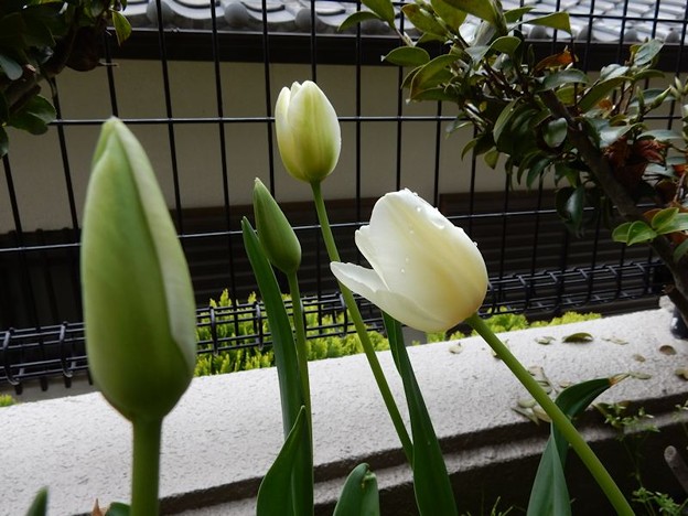 DSCN1778 チューリップ 写真: DSCN1778 チューリップ