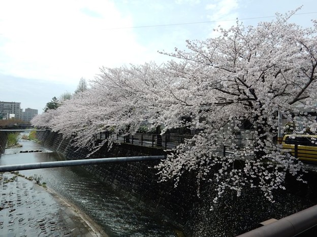 DSCN1738 満開?ちょっと散っちゃったな 写真: DSCN1738 満開?ちょっと散っちゃったな