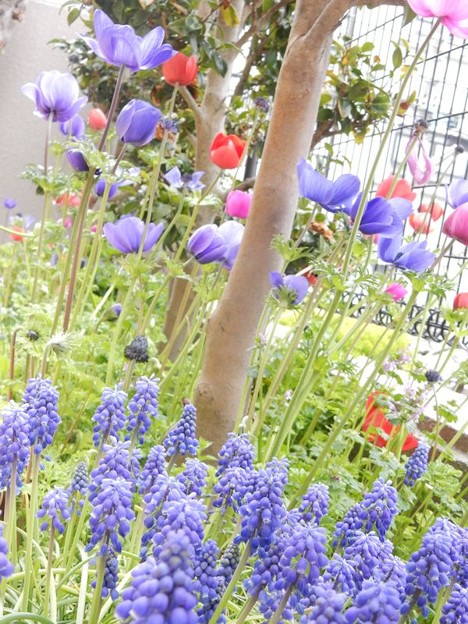 DSCN1724 アネモネとムスカリ 写真: DSCN1724 アネモネとムスカリ