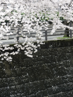 sakura mau-iloveimg-compressed-iloveimg-resized 写真: sakura mau-iloveimg-compressed-iloveimg-resized