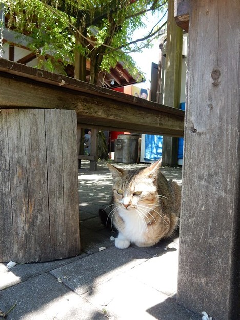 2003 作手猫 写真: 2003 作手猫