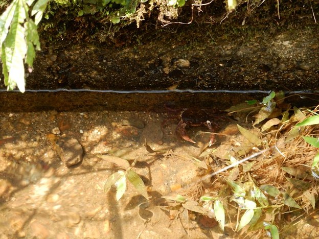 4用水路に沢蟹 写真: 4用水路に沢蟹