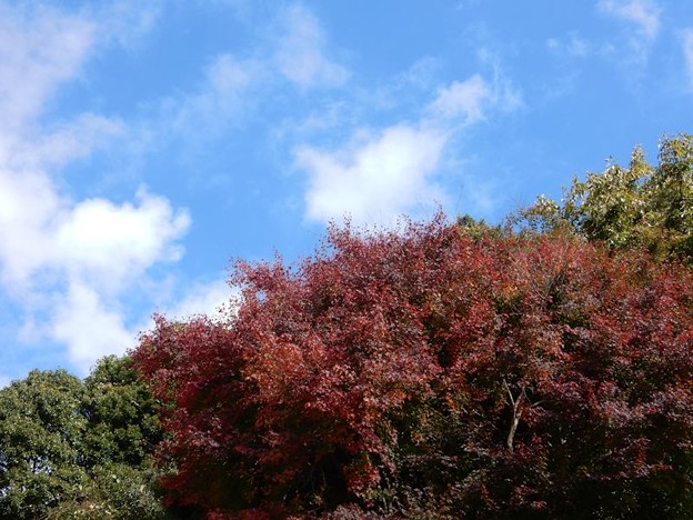 2 紅葉の季節 写真: 2 紅葉の季節