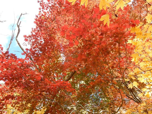 5 艶やか 写真: 5 艶やか