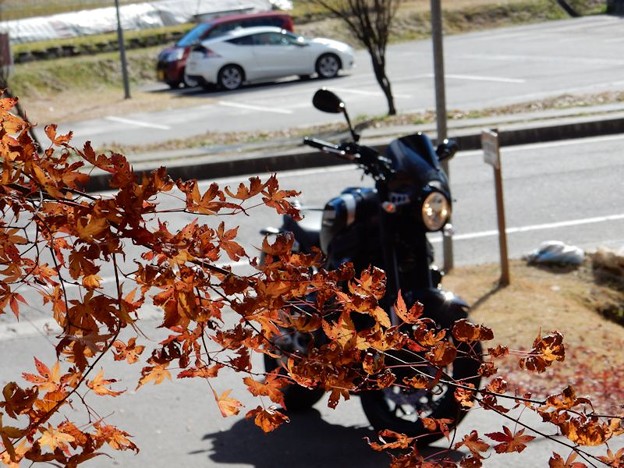 紅葉と 写真: 紅葉と