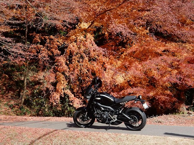 背景は紅葉 写真: 背景は紅葉