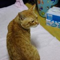 Photos: 2009年11月25日の茶トラのボクちん(５歳)