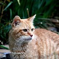 Photos: 2011年11月25日の茶トラのボクちん(７歳)
