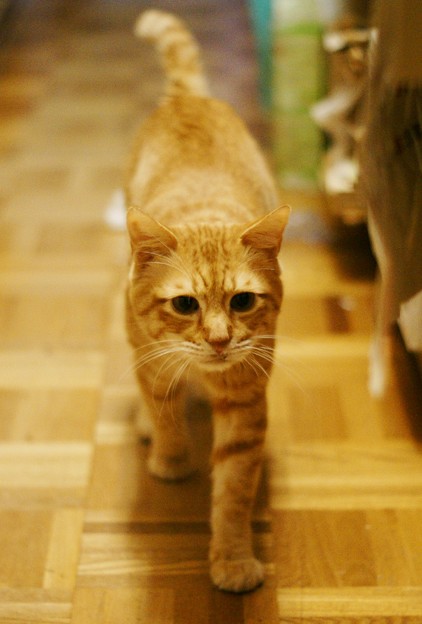 2011年01月15日の茶トラのボクチン(6歳)