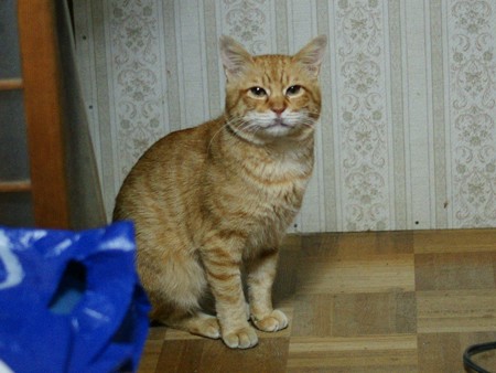2011年01月18日の茶トラのボクチン(6歳)