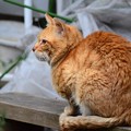 Photos: 2012年02月03日の茶トラのボクチン(７歳)