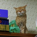 Photos: 2012年02月04日の茶トラのボクチン(７歳)