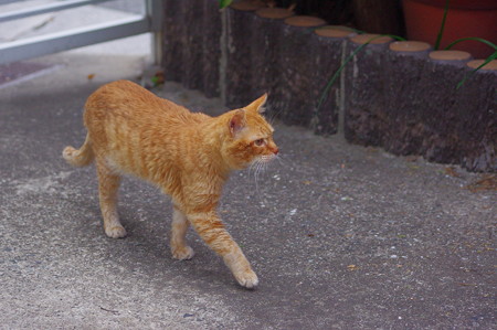 2012年02月04日の茶トラのボクチン(7歳)