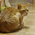 Photos: 2012年02月10日の茶トラのボクチン(７歳)