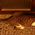 夜の玄関で佇む猫(１)