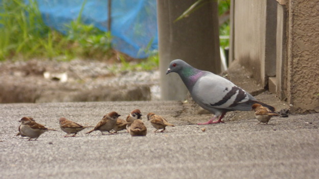 お鳩さんといっしょ