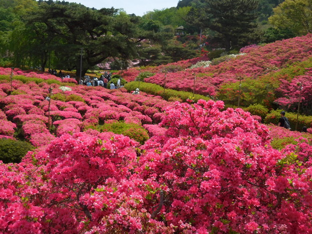 Afficher l’image source